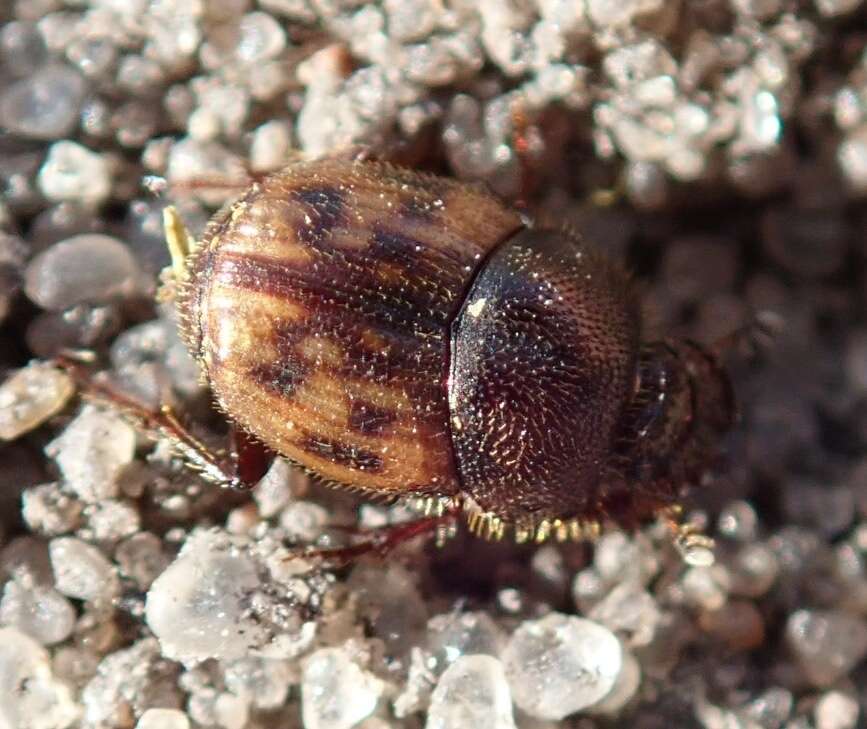 Image of Onthophagus (Furconthophagus) variegatus (Fabricius 1798)