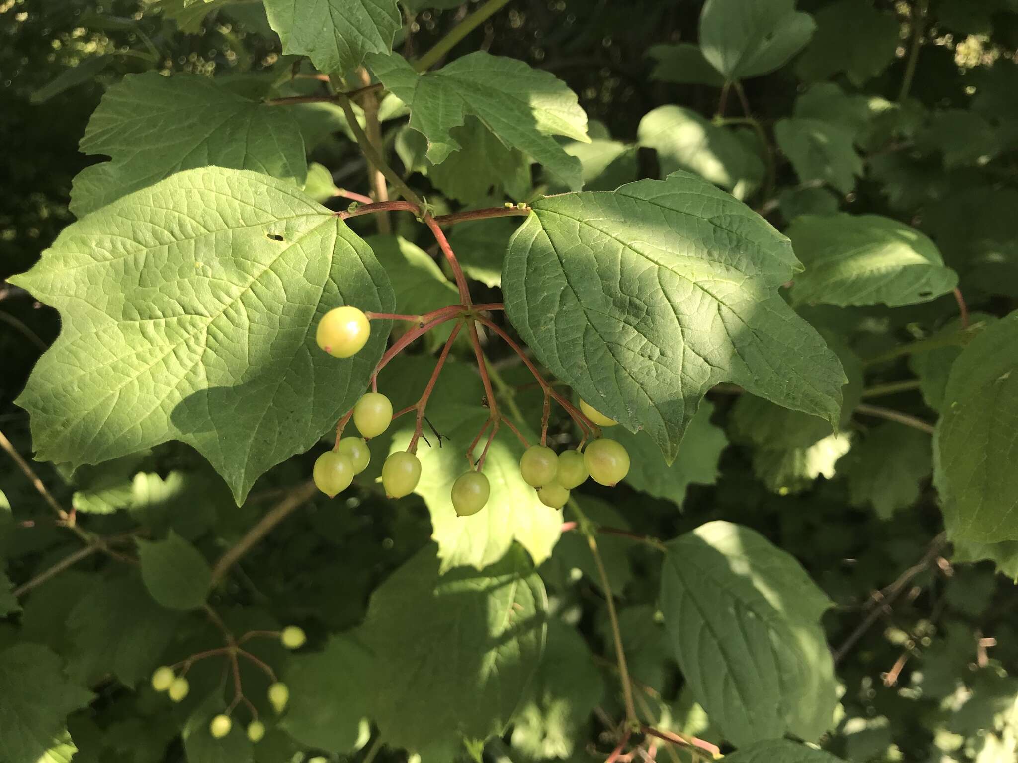 Image of Viburnum opulus var. opulus