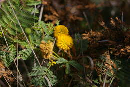 Image of Vachellia rorudiana (Christoph.) Seigler & Ebinger