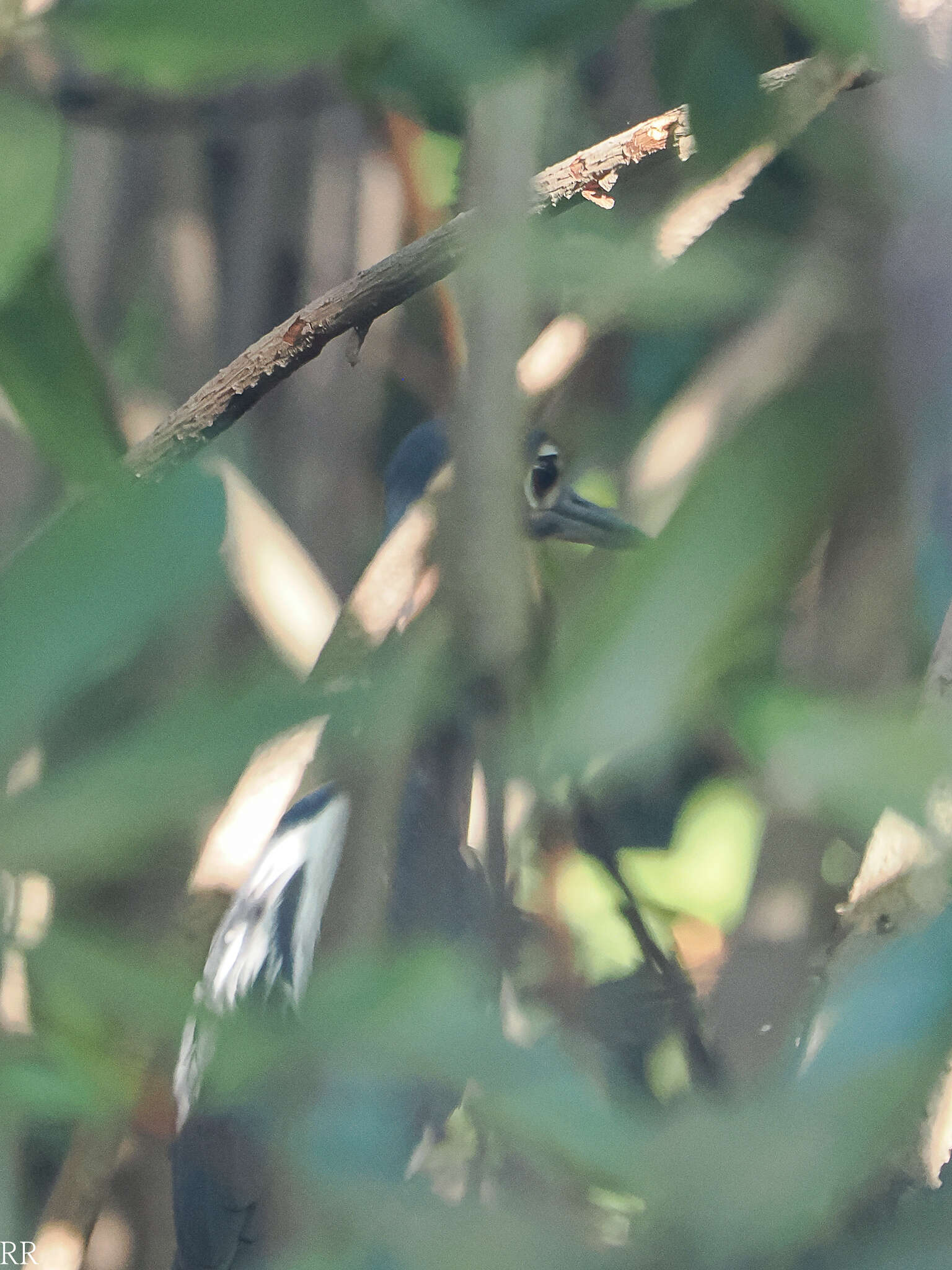 Image of White-backed Night Heron