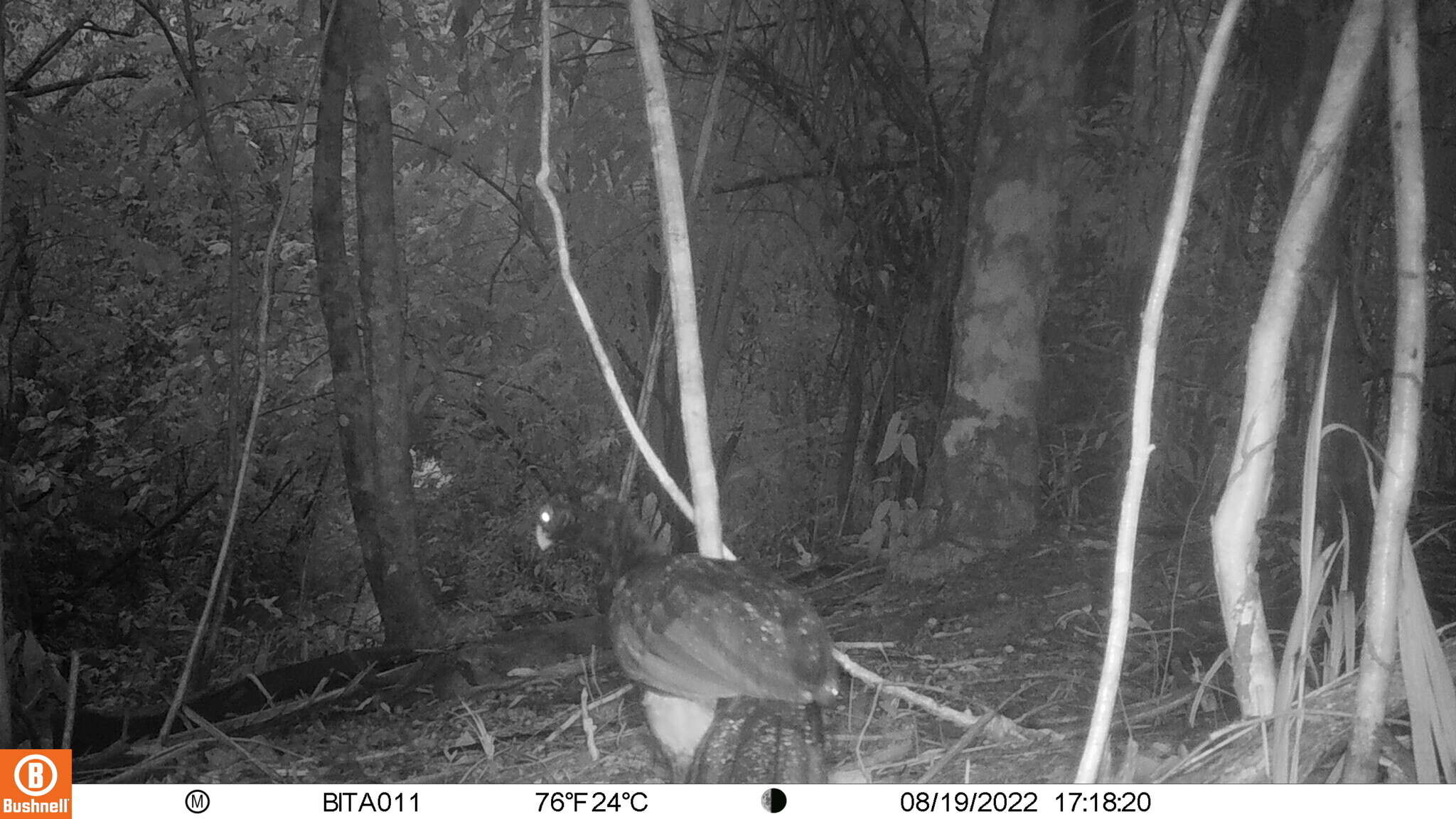 Image of Crestless Curassow