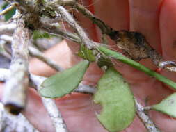 Pseudorhipsalis ramulosa subsp. jamaicensis (Britton & Harris) Doweld的圖片