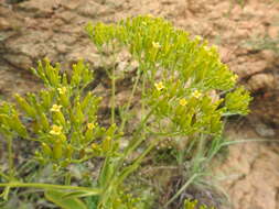 Image of Kalanchoe paniculata Harv.