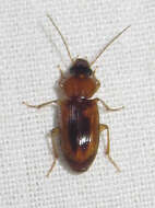 Image of LeConte's Seedcorn Beetle