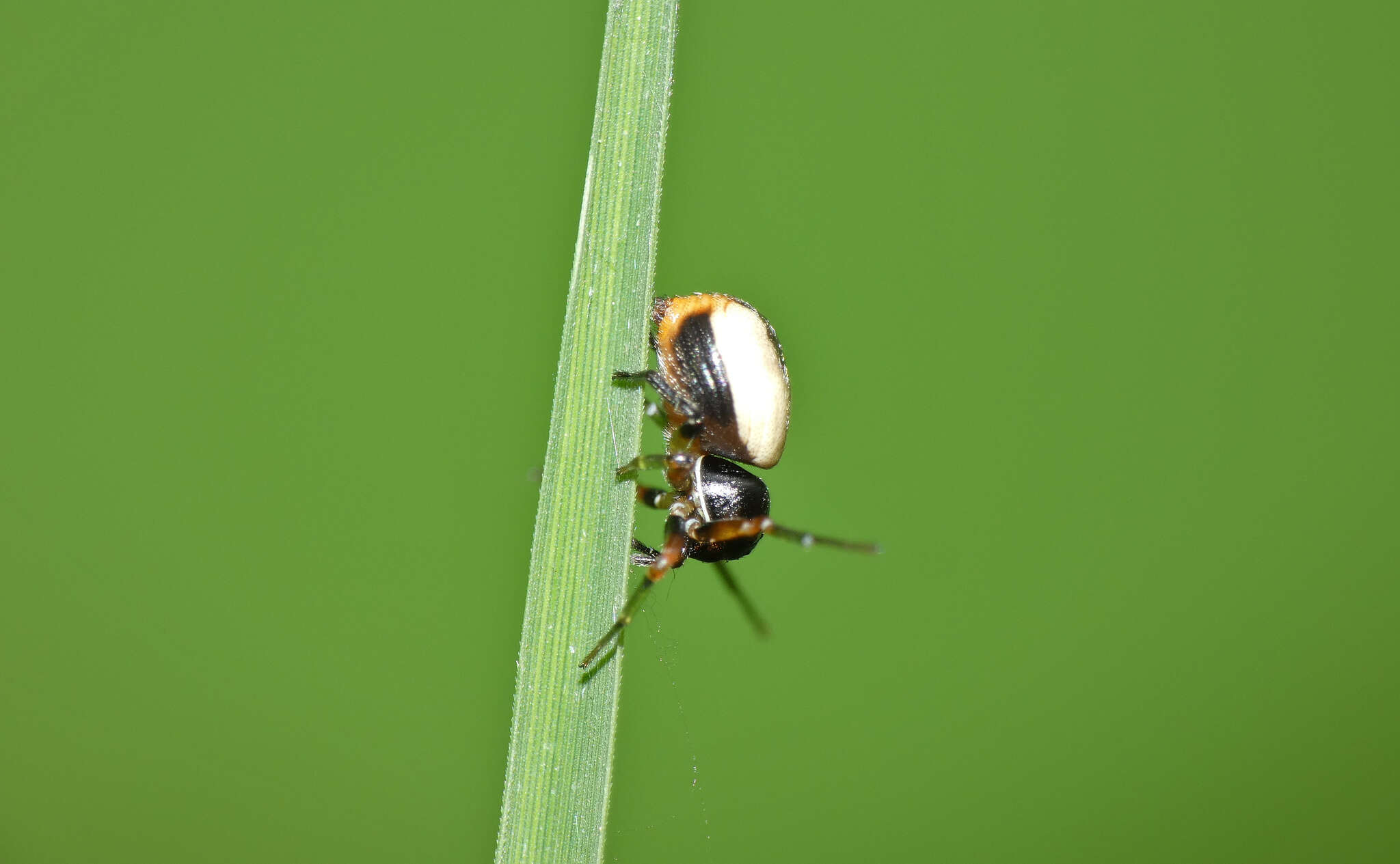 Image of Mystaria savannensis Lewis & Dippenaar-Schoeman 2014