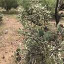 Image of Thornber's buckhorn cholla