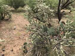 Image of Thornber's buckhorn cholla