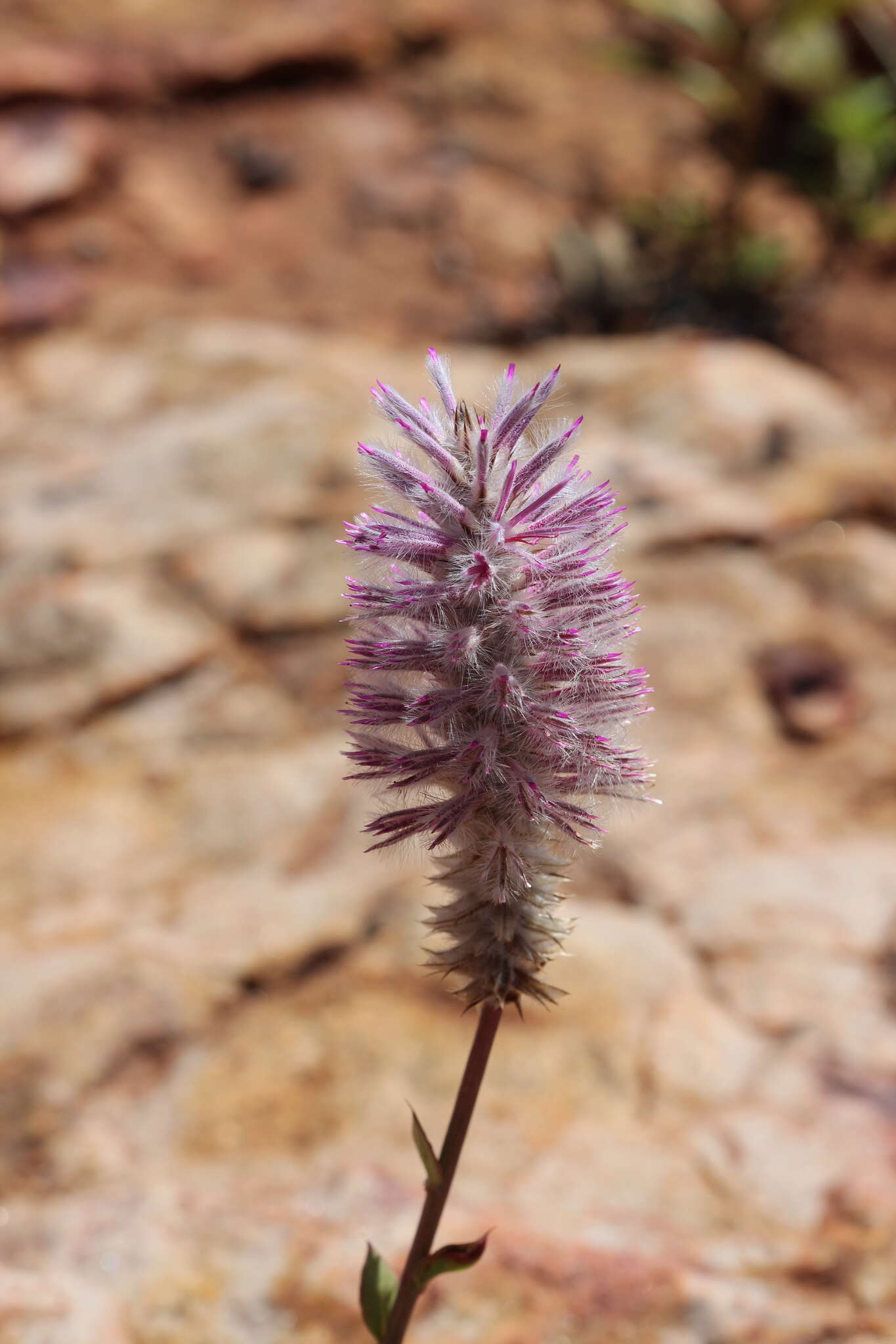 Image de Ptilotus exaltatus Nees