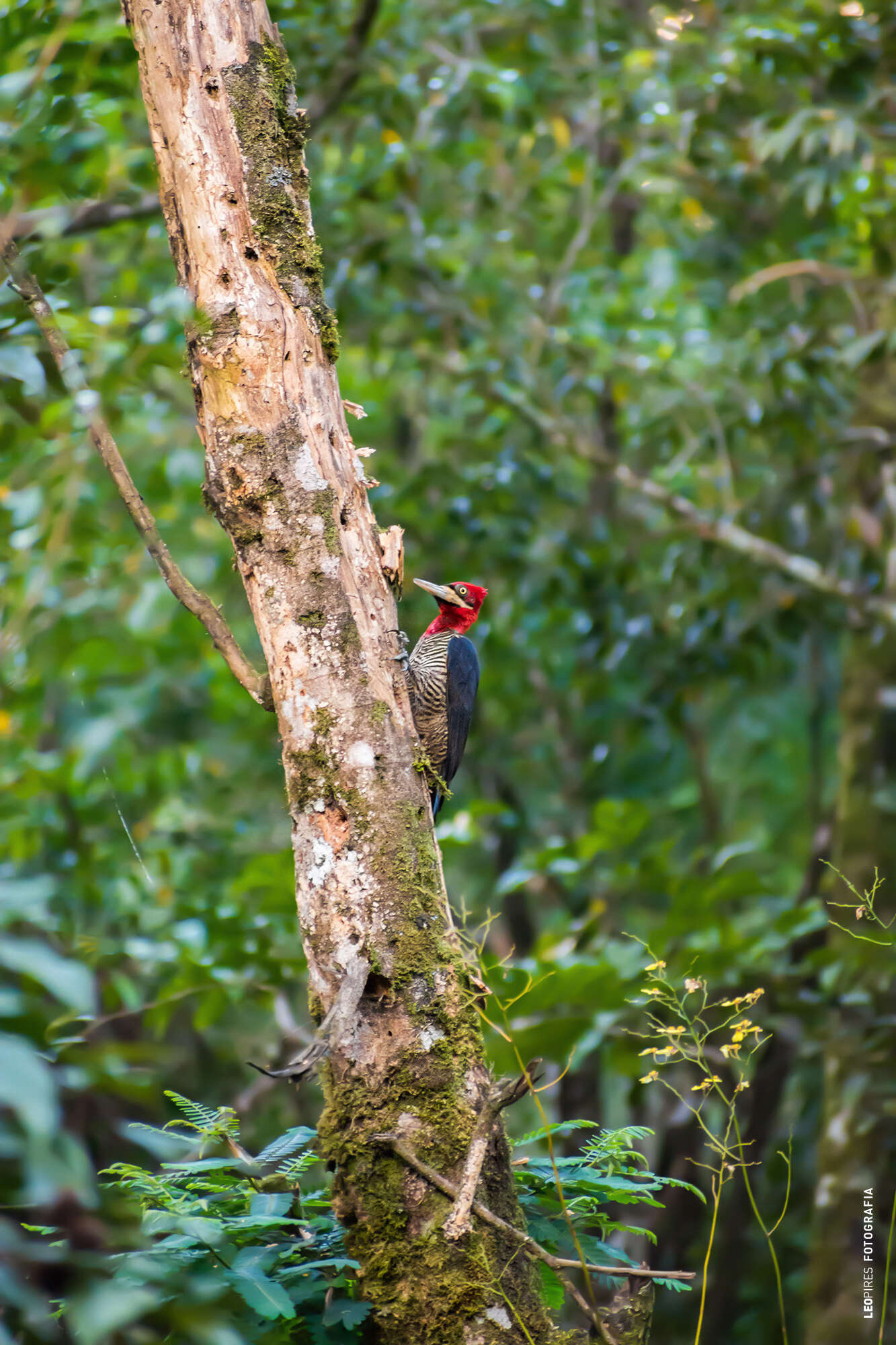 Image of Robust Woodpecker