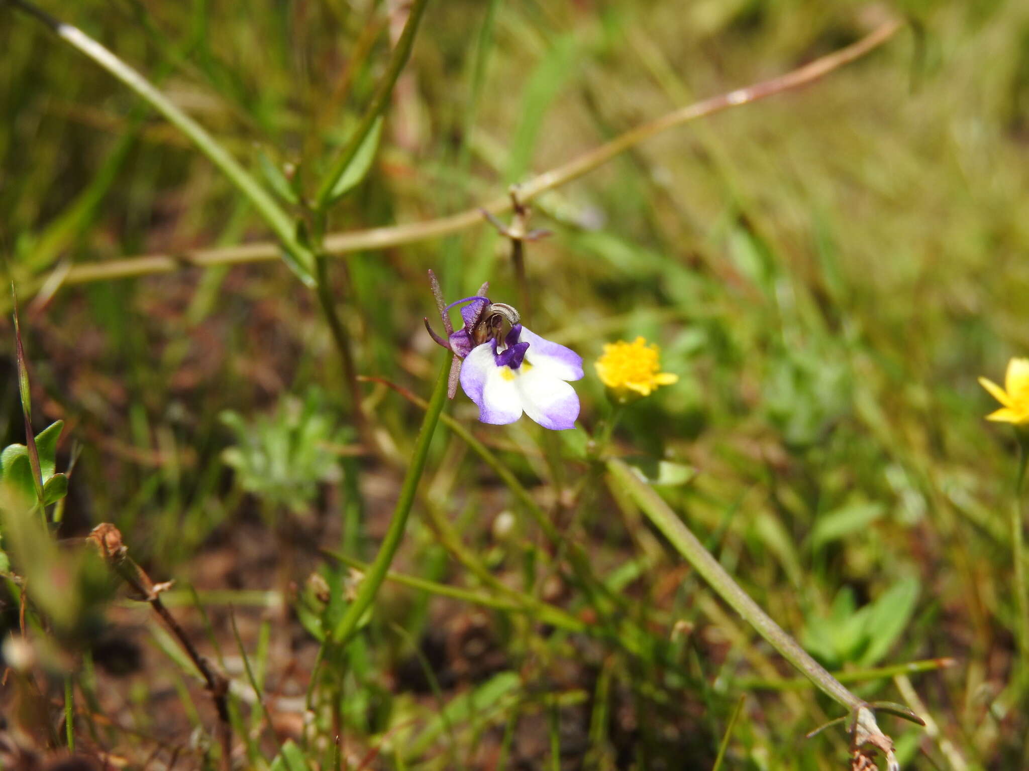 Image de Downingia bicornuta A. Gray