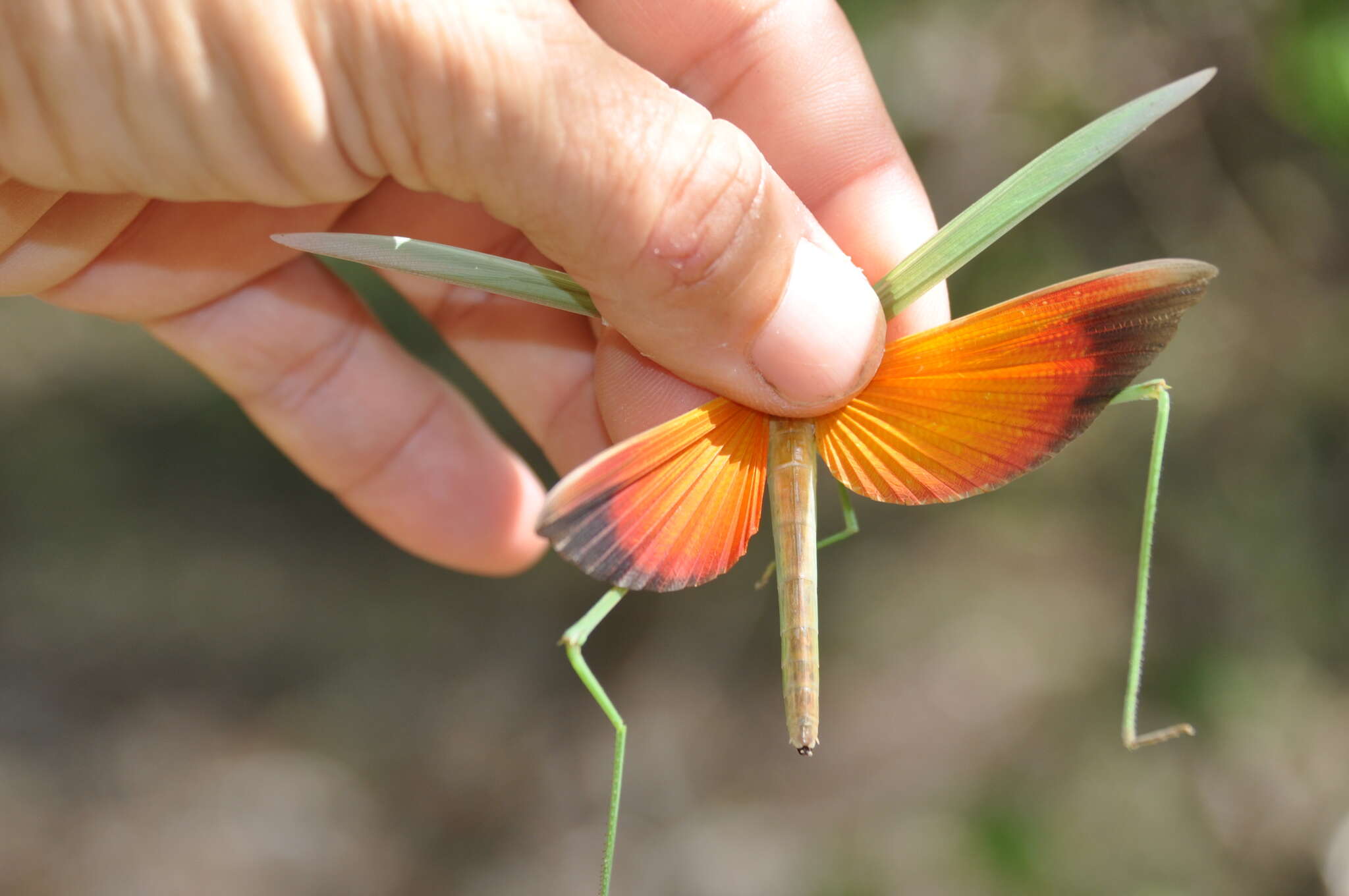 Plancia ëd Chromacrida