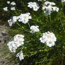 Image of Achillea erba-rotta subsp. erba-rotta