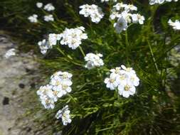 Слика од Achillea erba-rotta subsp. erba-rotta