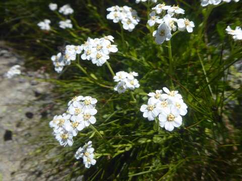 Achillea erba-rotta subsp. erba-rotta resmi