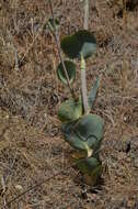 Image of Eryngium thorifolium Boiss.