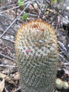 Image of Mammillaria columbiana subsp. yucatanensis (Britton & Rose) D. R. Hunt