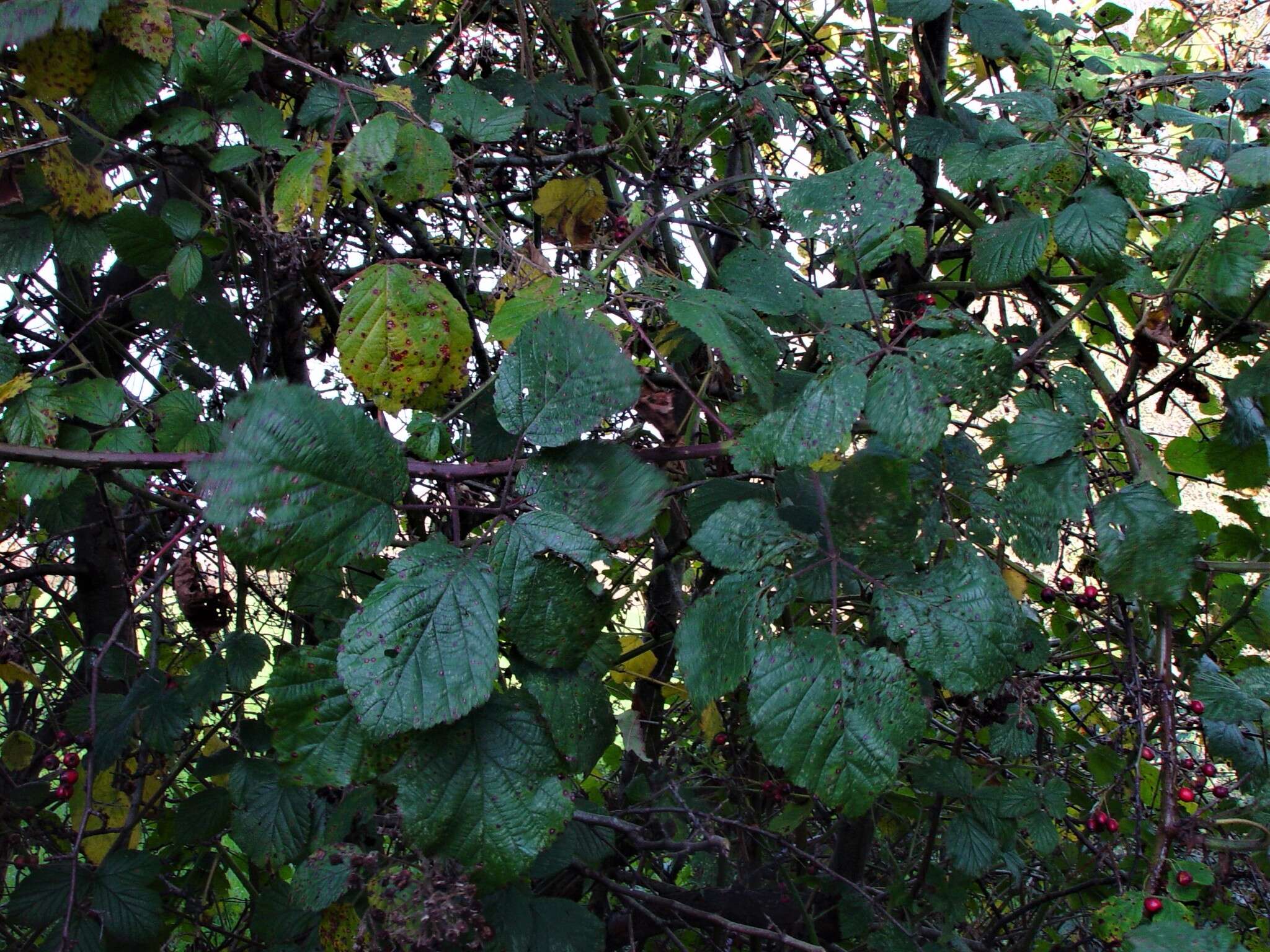 Sivun Rubus bartonii Newton kuva