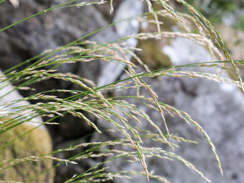 Image of Poa nemoralis subsp. nemoralis