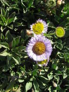 Image of seaside fleabane