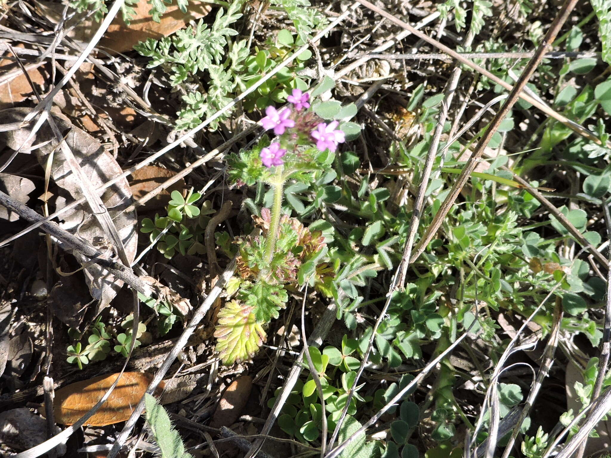 Image of pink mock vervain