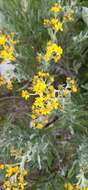 Image of Senecio carnerensis Greenm. ex Greenm.