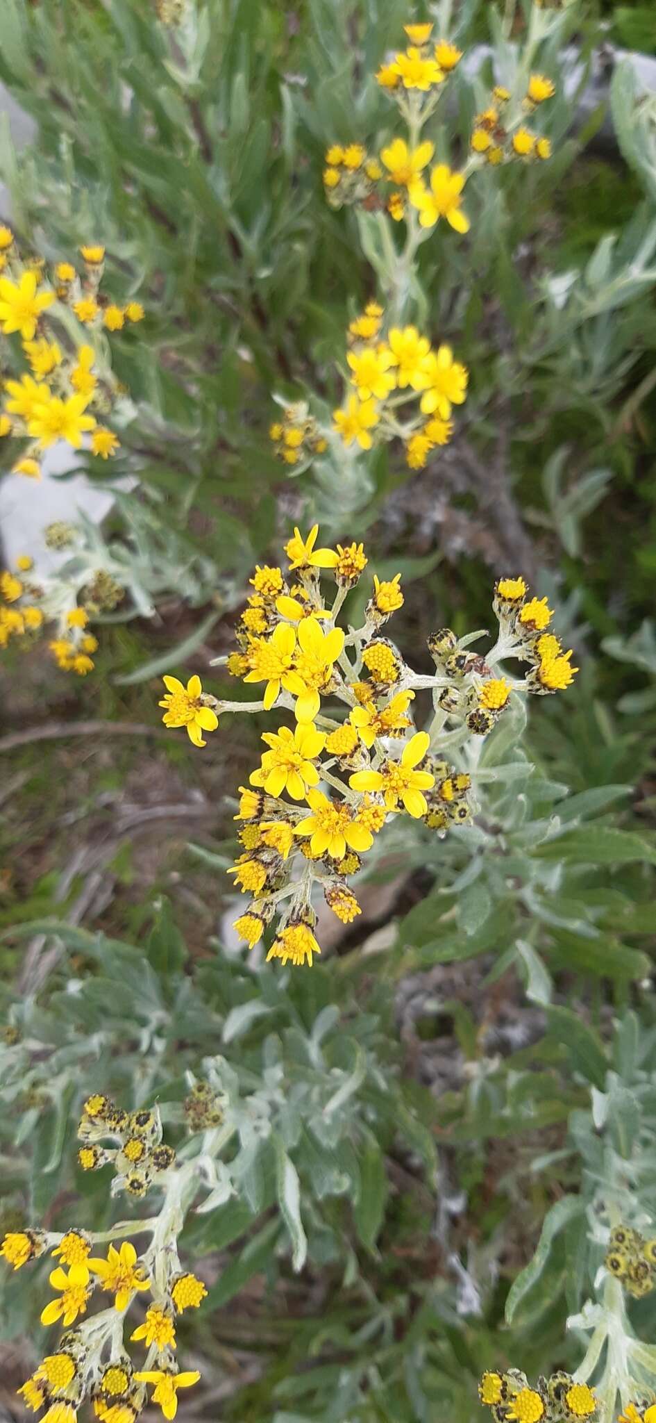 Image of Senecio carnerensis Greenm. ex Greenm.