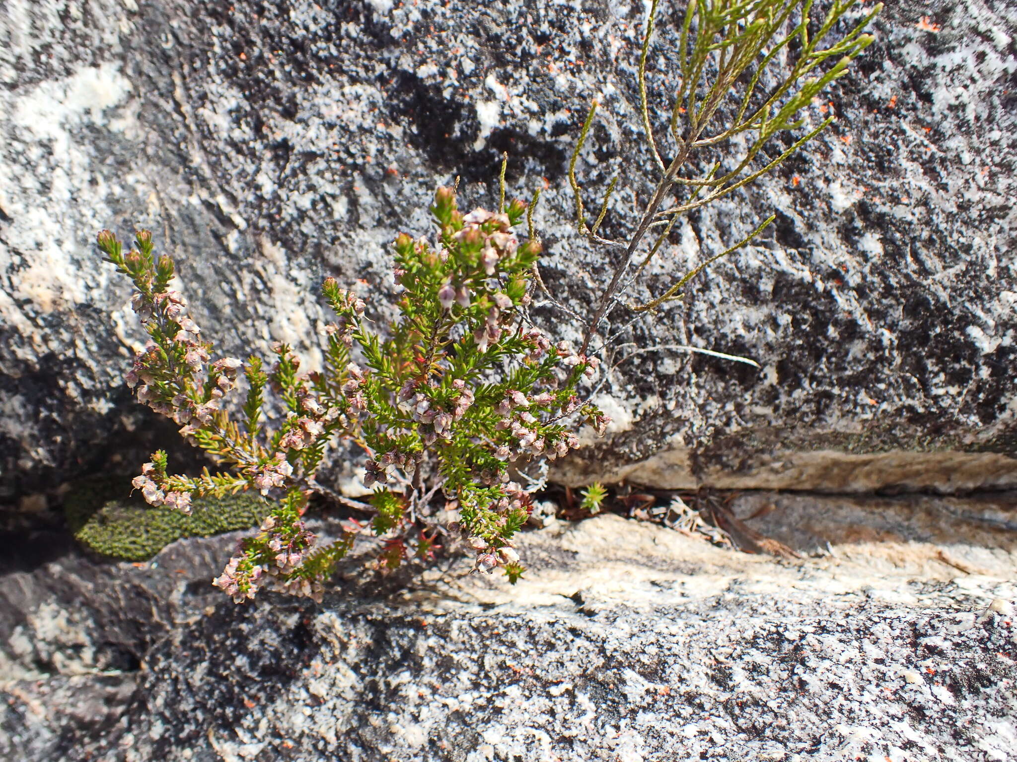 Image of Erica vlokii E. G. H. Oliver