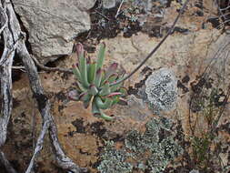 Image of Cotyledon tomentosa Harv.