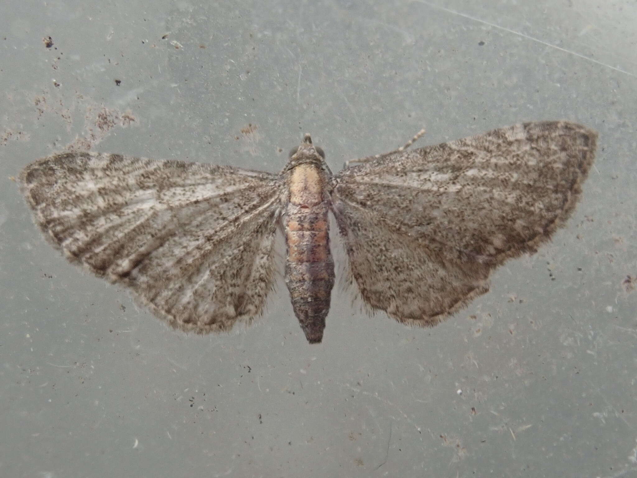 Imagem de Eupithecia haworthiata Doubleday 1856