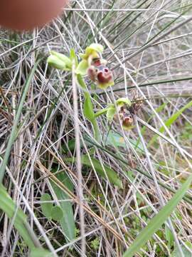 Image of Ophrys umbilicata subsp. flavomarginata (Renz) Faurh.