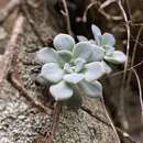 Слика од Graptopetalum trujilloi A. Vázquez & Rosales