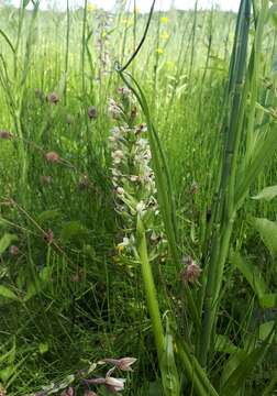 Image de Dactylorhiza incarnata subsp. ochroleuca (Wüstnei ex Boll) P. F. Hunt & Summerh.