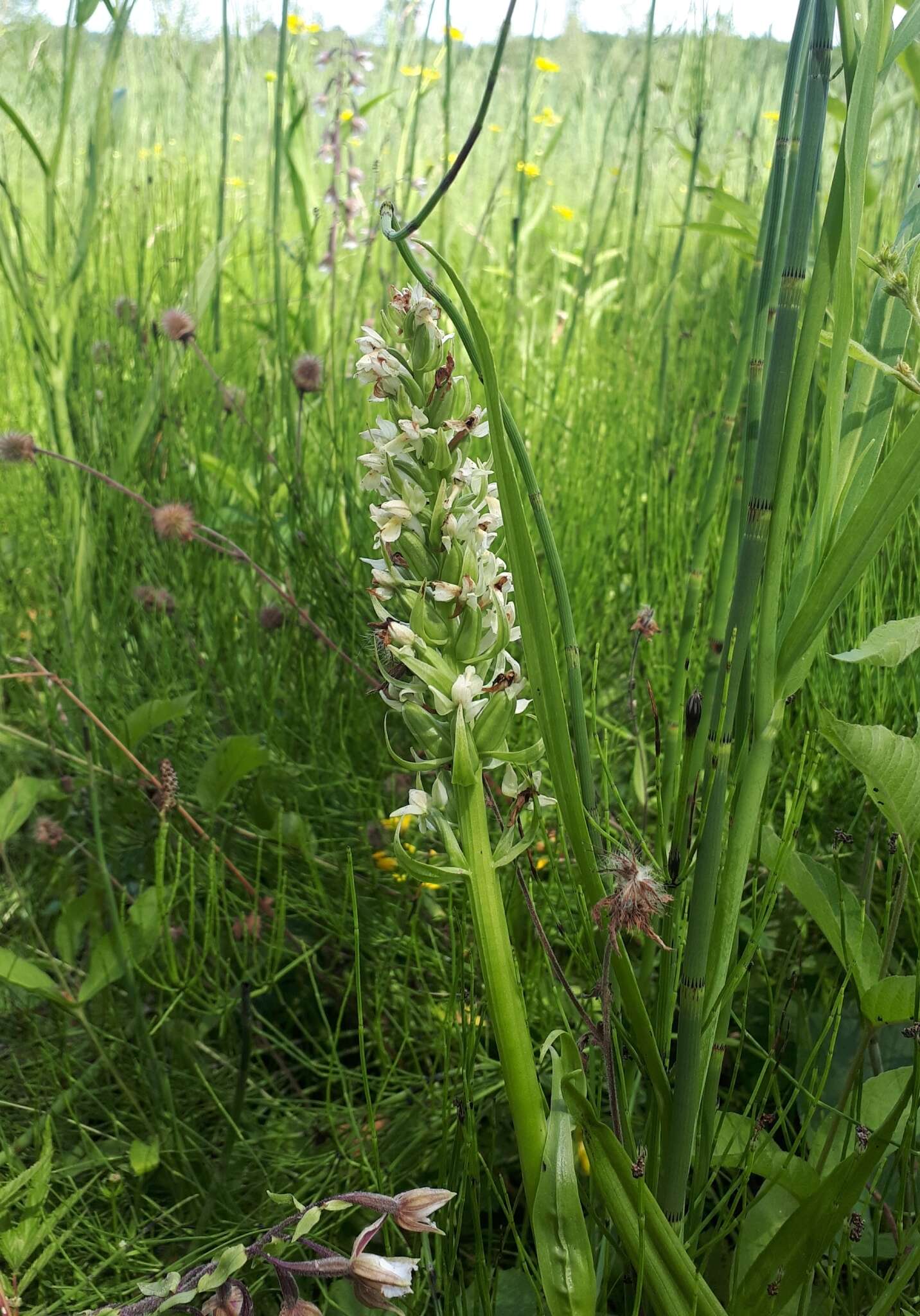 Dactylorhiza incarnata subsp. ochroleuca (Wüstnei ex Boll) P. F. Hunt & Summerh. resmi