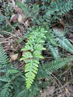 Image of Pteris semipinnata L.