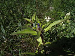 صورة Gentiana macrophylla Pall.