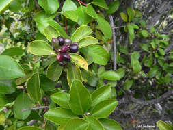 Image of Schinus patagonicus (R. Phil.) I. M. Johnston ex Cabrera