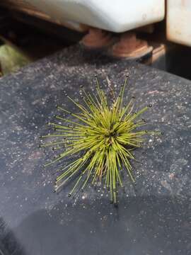 Image de Eriocaulon abyssinicum Hochst.