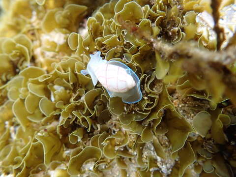 Image of lined bubble snail