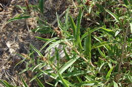 Image of African amaranth