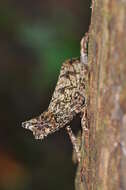 Image of Perinet Leaf Chameleon