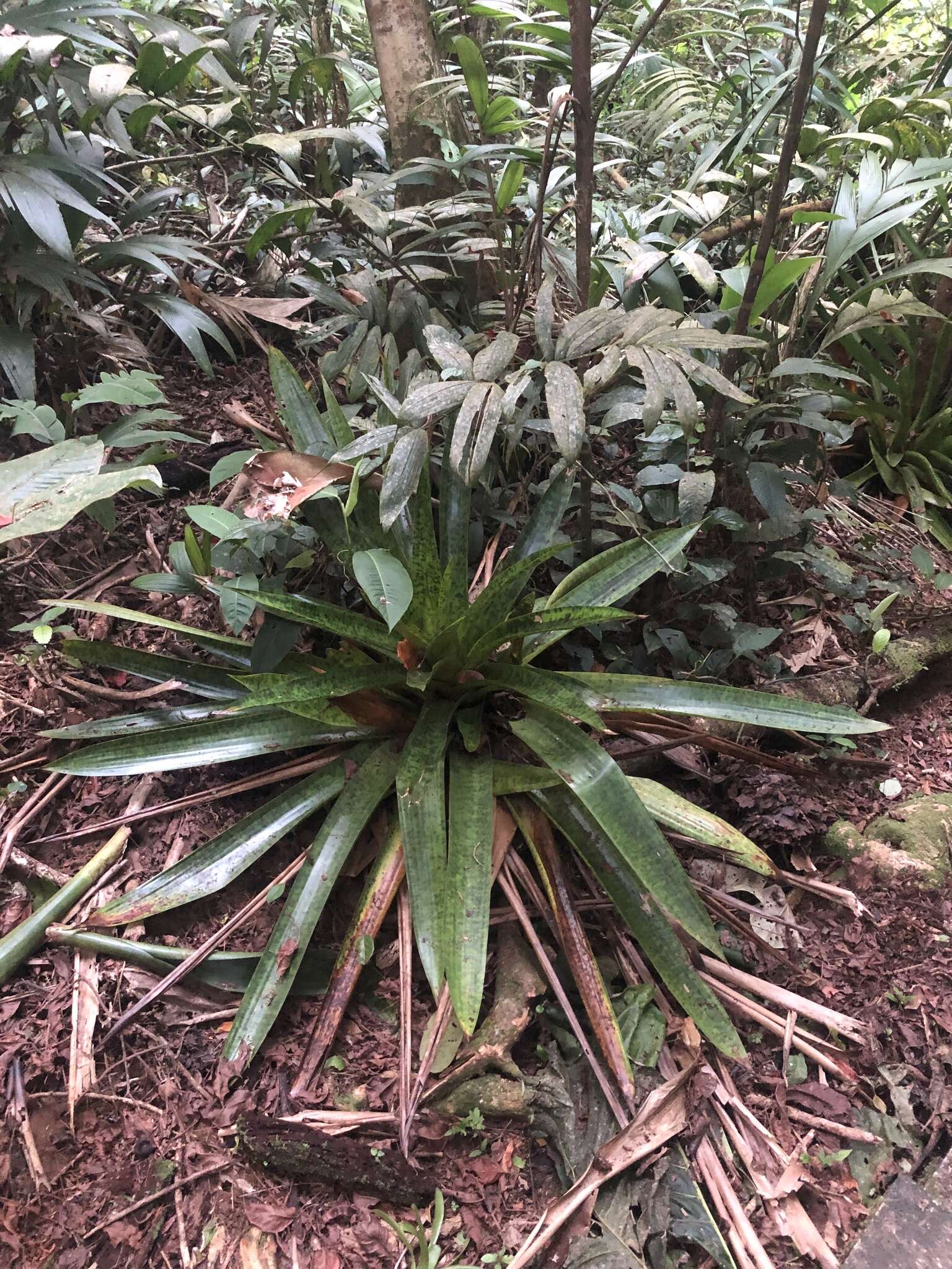 大阪神凤梨的圖片