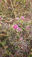 Image of Gomphrena canescens subsp. canescens