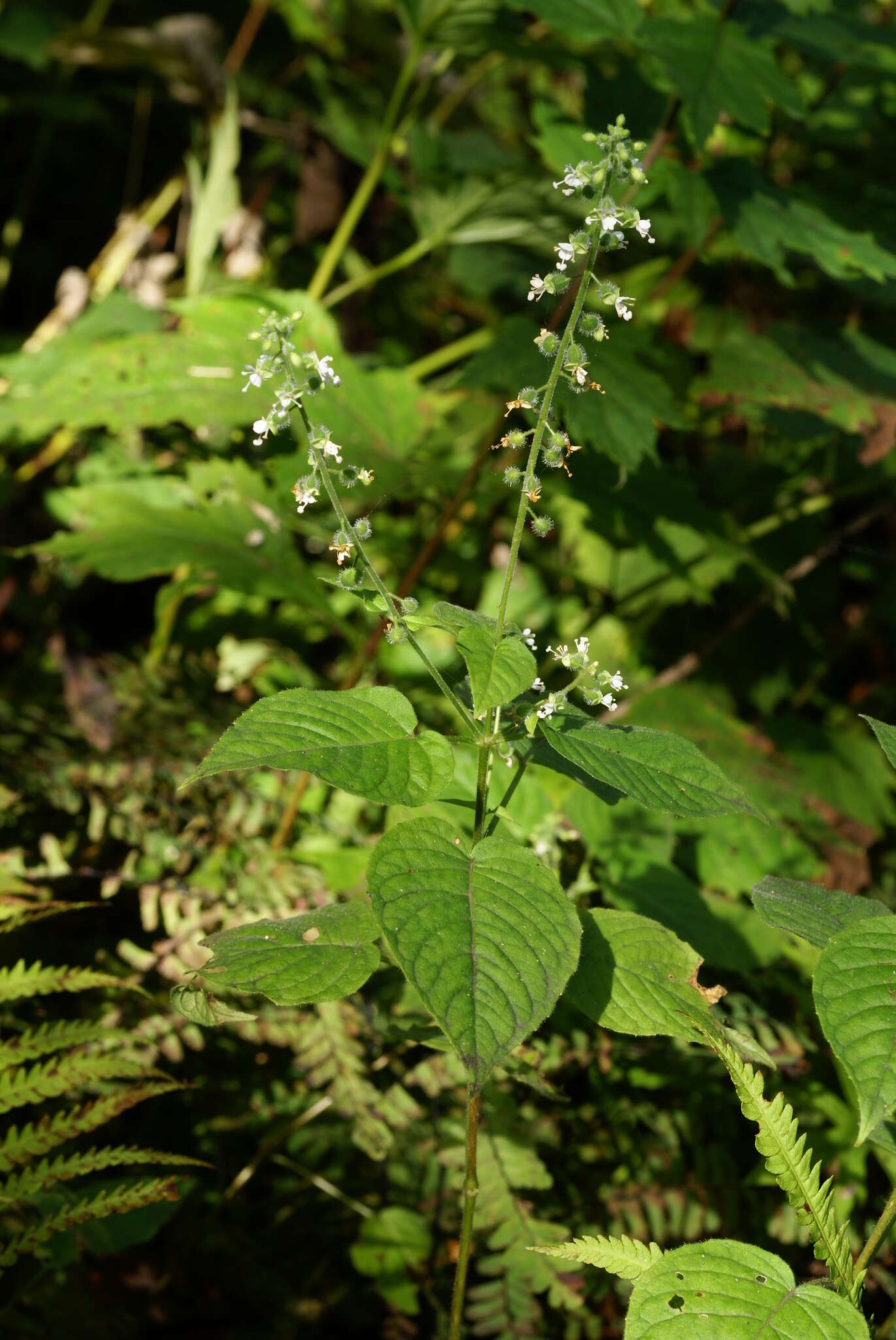 Image of Circaea cordata Royle