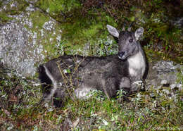 Image of Chinese Goral