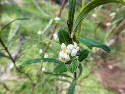 Image of Pimelea axiflora F. Müll.