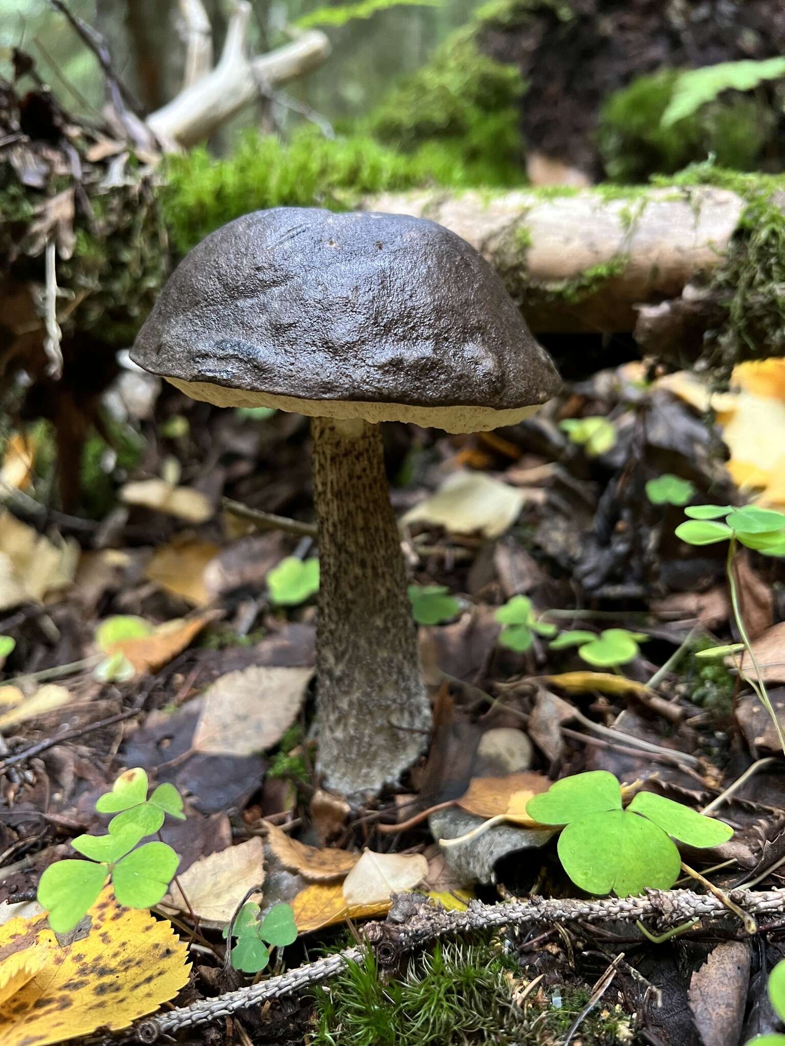 Image of Leccinum melaneum (Smotl.) Pilát & Dermek 1974