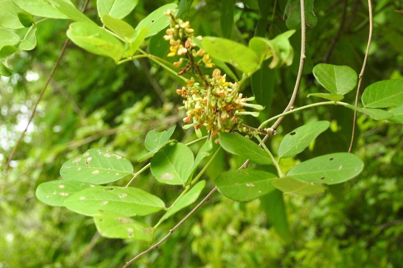 Image of Nissolia fruticosa Jacq.