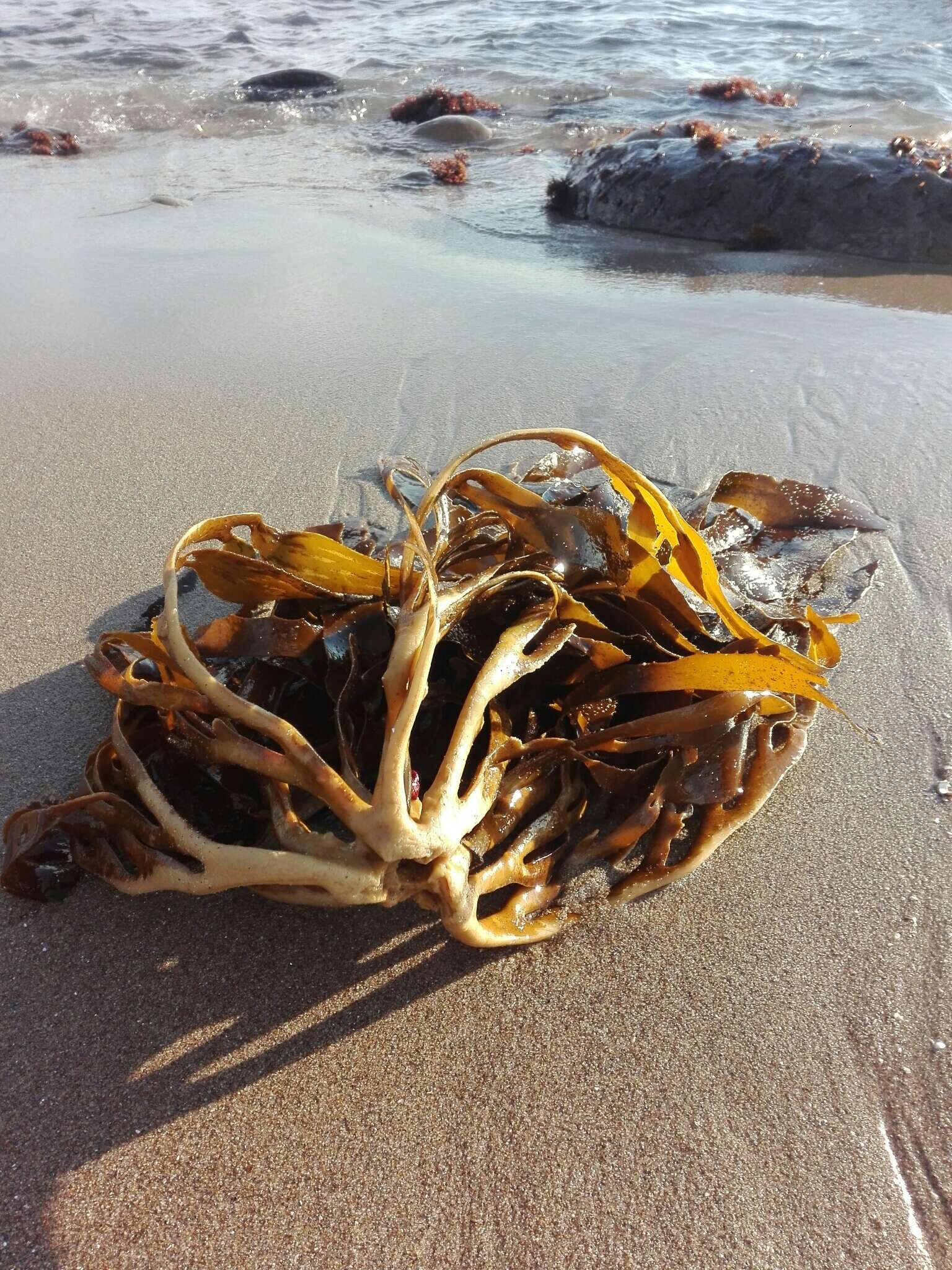 Image of Lessonia trabeculata