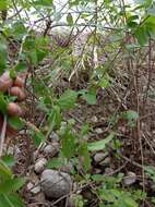 Imagem de Acalypha leptopoda Müll. Arg.