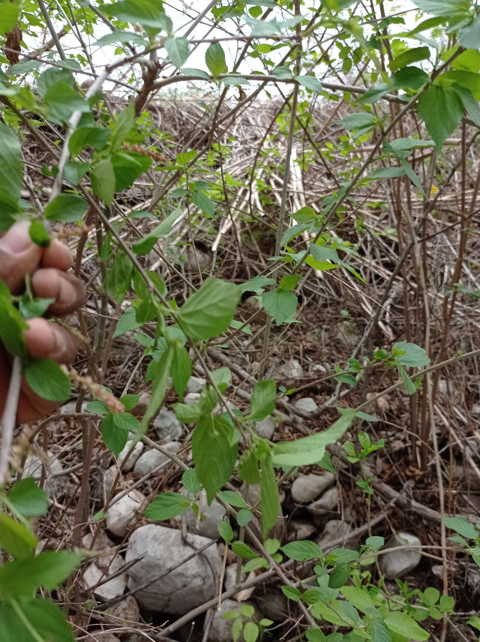 Imagem de Acalypha leptopoda Müll. Arg.